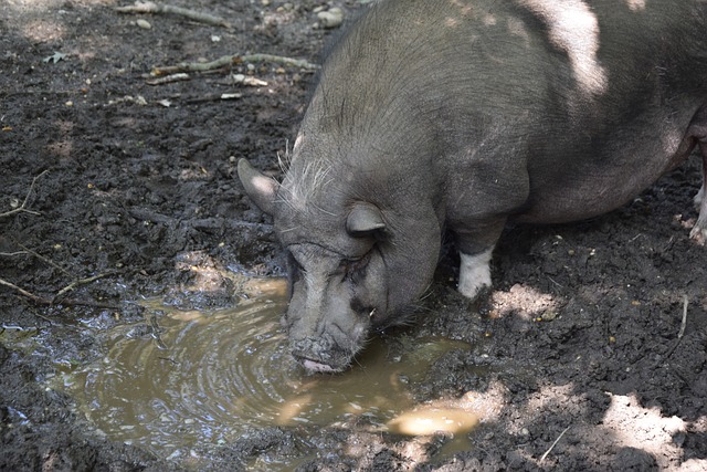 分析AC米 分析AC米