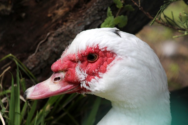 许多球迷对 许多球迷对